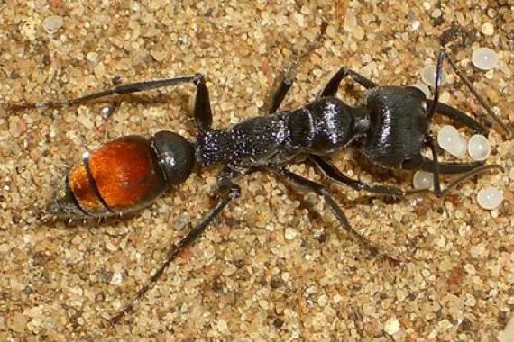 Самые невероятные виды муравьев в России и в мире
